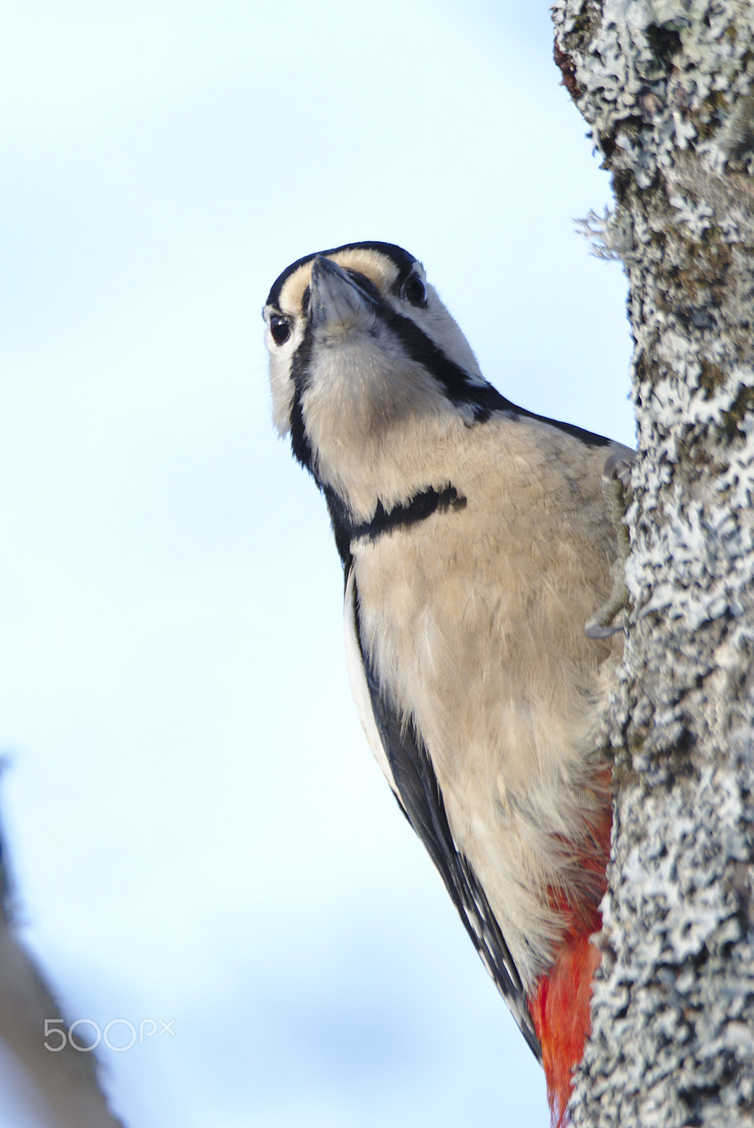 Nikon D810 sample photo. Woodpecker # photography
