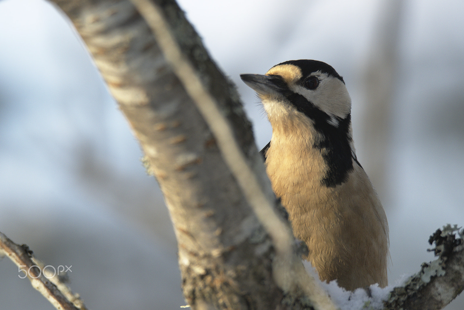 Nikon D810 sample photo. Woodpecker # photography