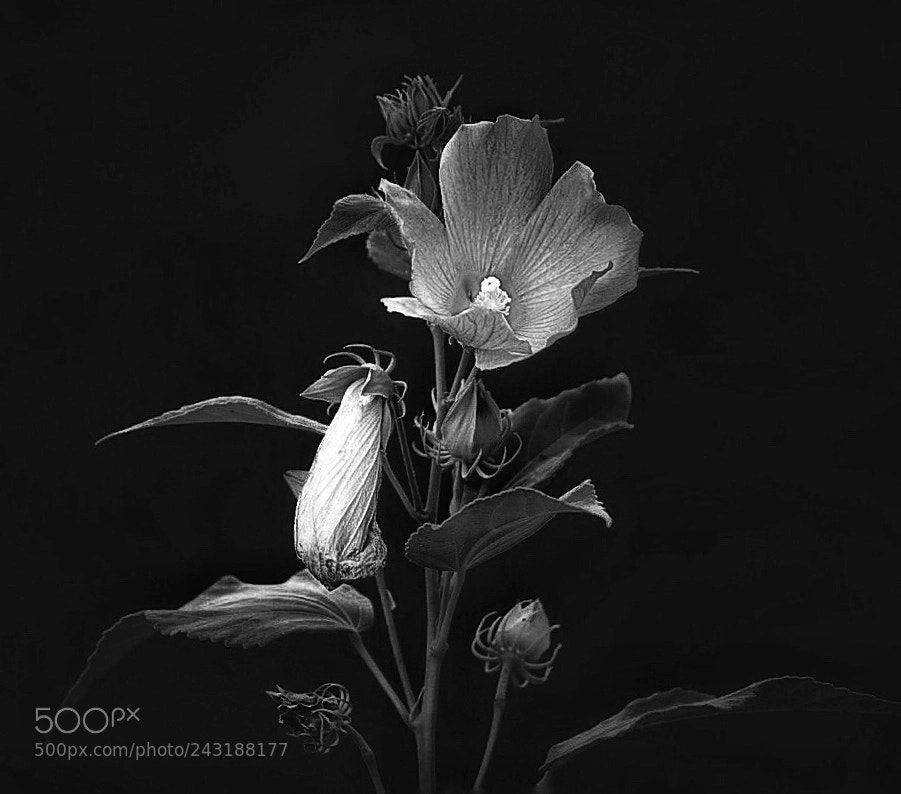 Sony a7 II sample photo. She's the flower in photography