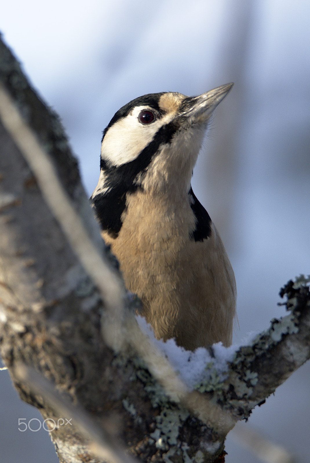 Nikon D810 sample photo. Woodpecker # photography