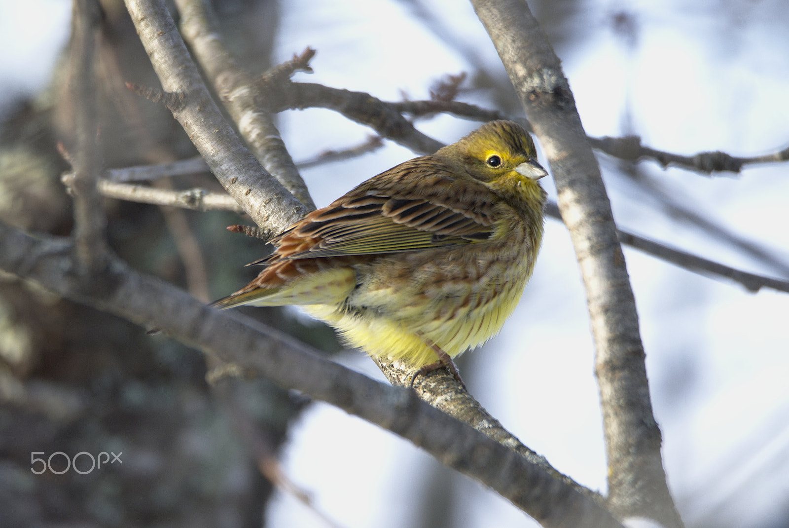 Nikon D810 sample photo. Yellowhammer #1 photography
