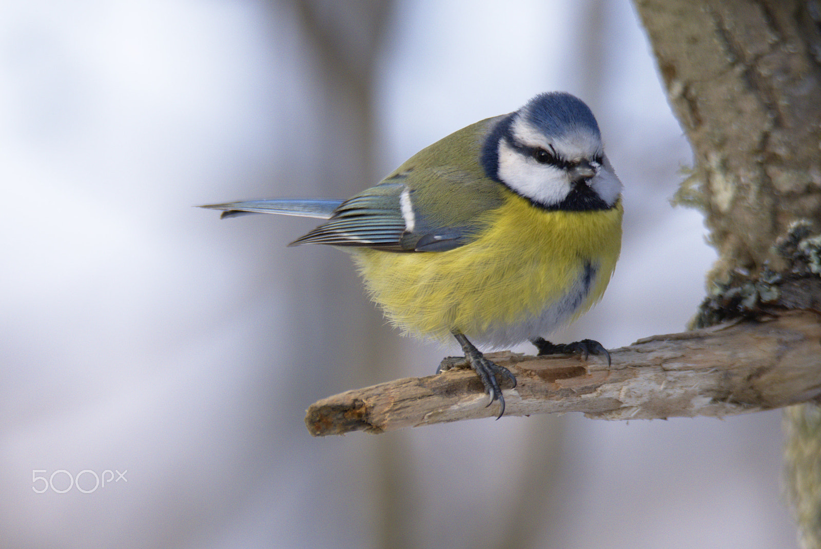 Nikon D810 sample photo. Blue tit photography