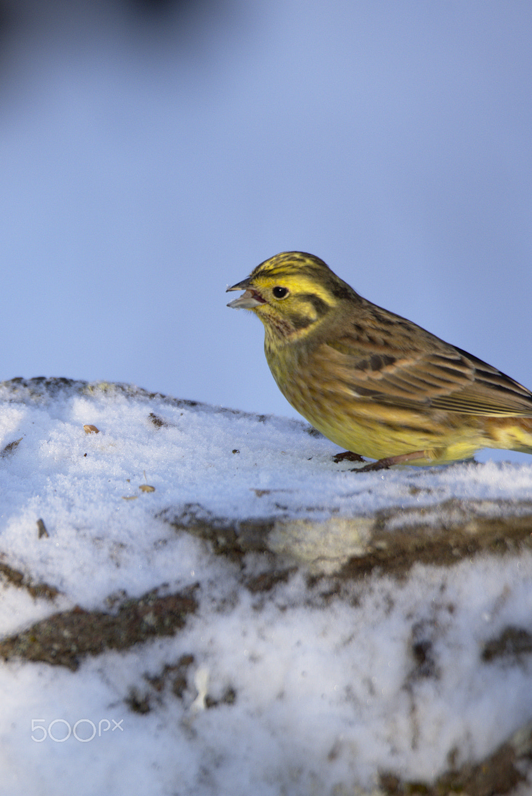 Nikon D810 sample photo. Yellowhammer photography