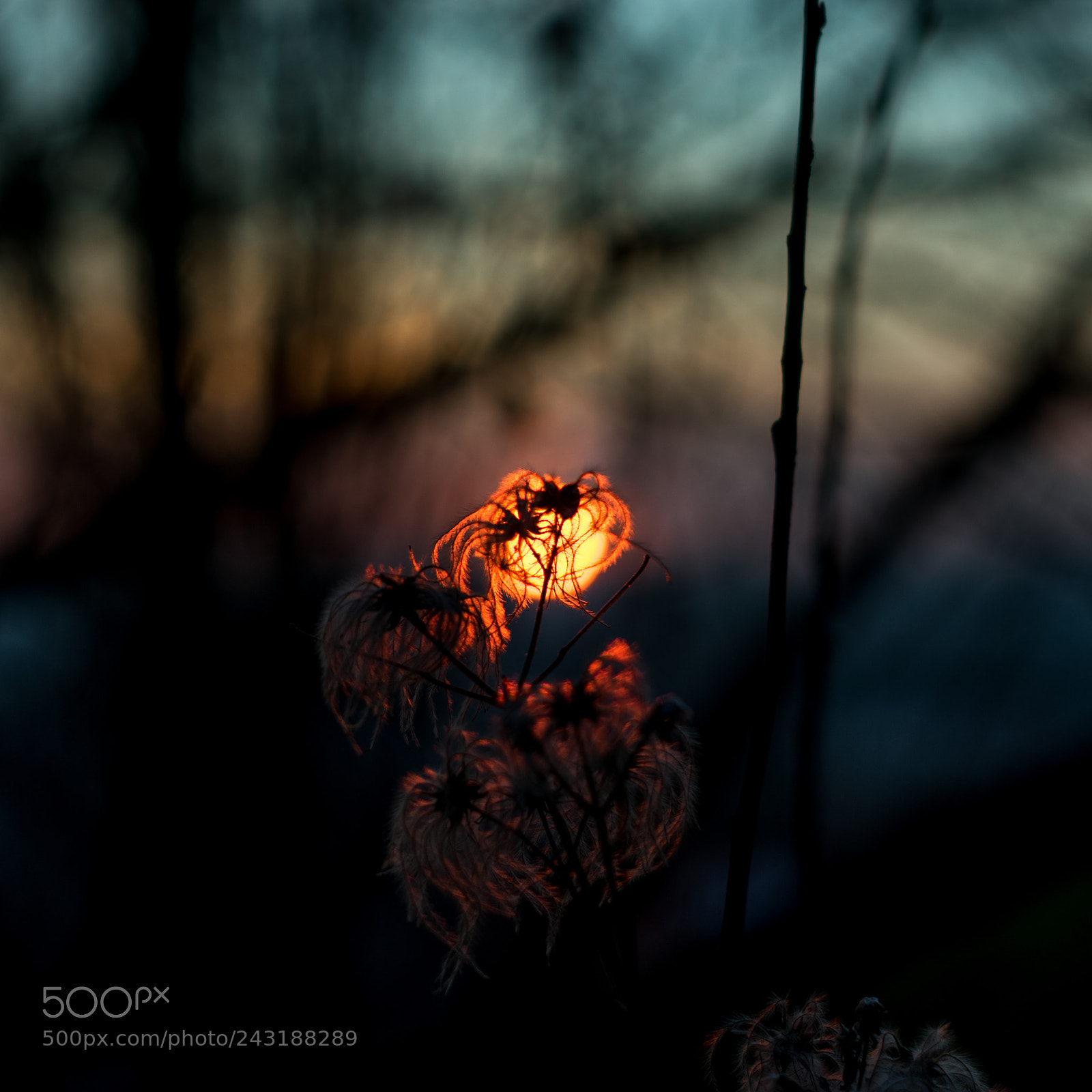 Nikon D3400 sample photo. Natural lamp photography