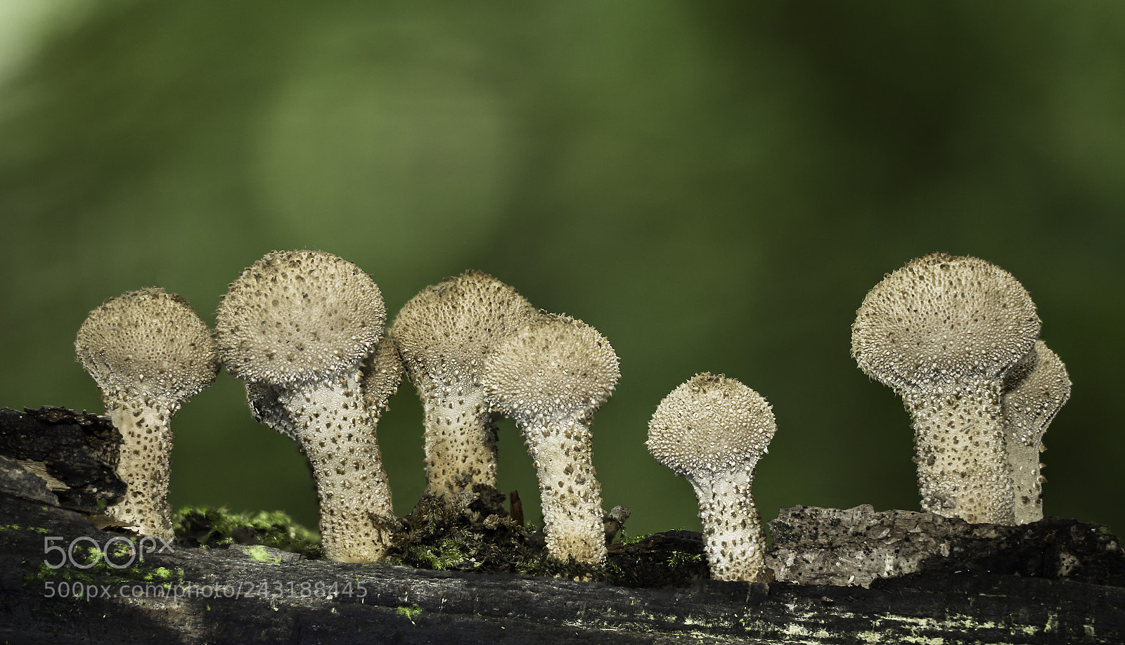 Canon EOS 7D Mark II sample photo. Lycoperdon perlatum photography