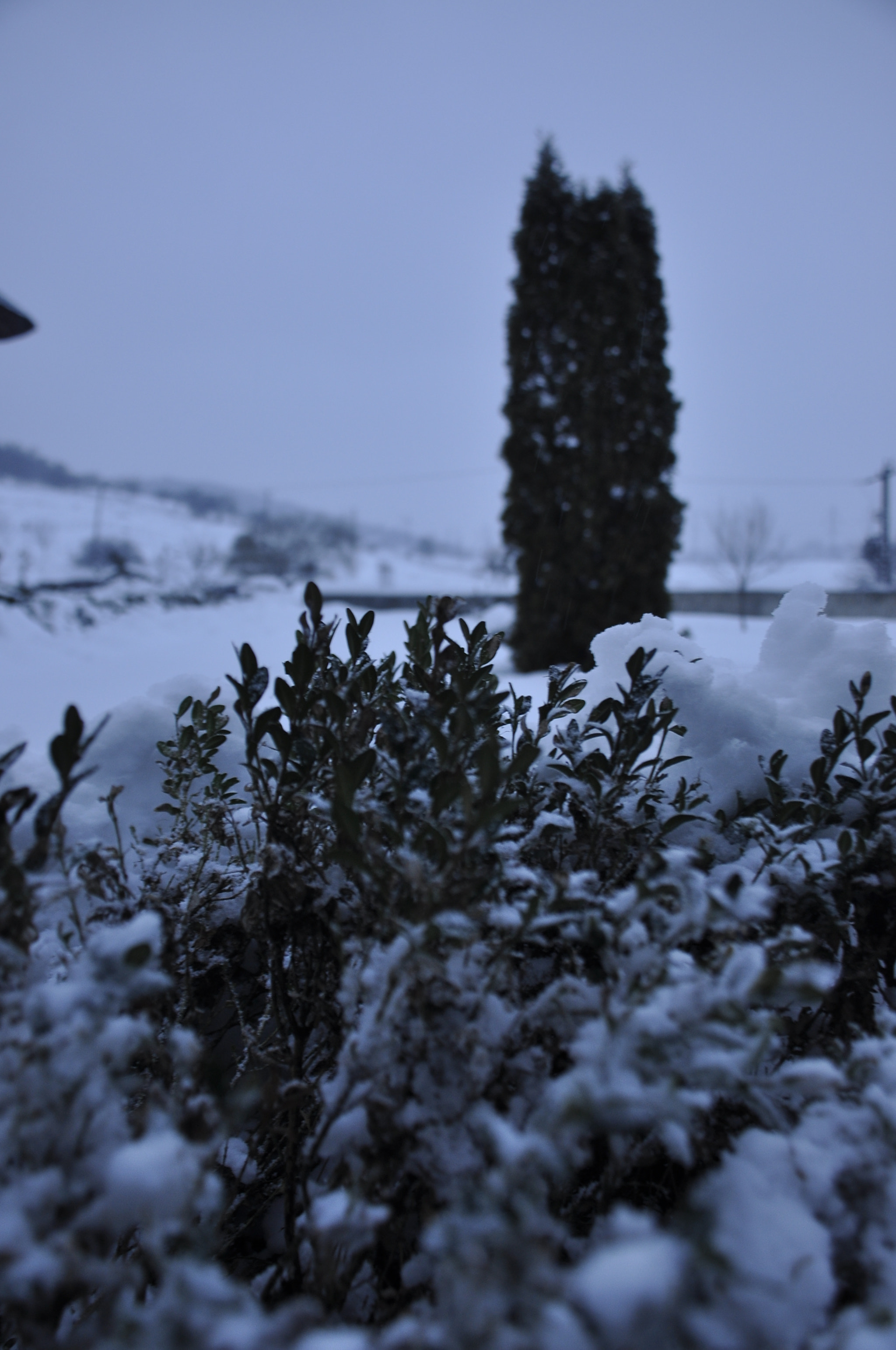 Nikon D90 sample photo. Snowy day photography