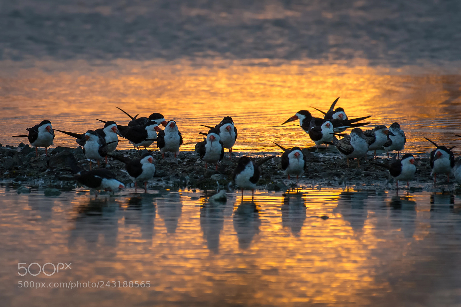 Nikon D800 sample photo. Black skimmers at sunrise photography