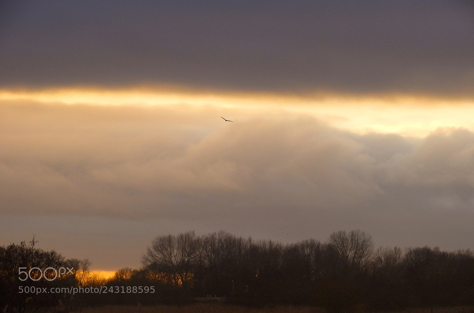 Nikon Coolpix B700 sample photo. Marsh harrier at sunset photography