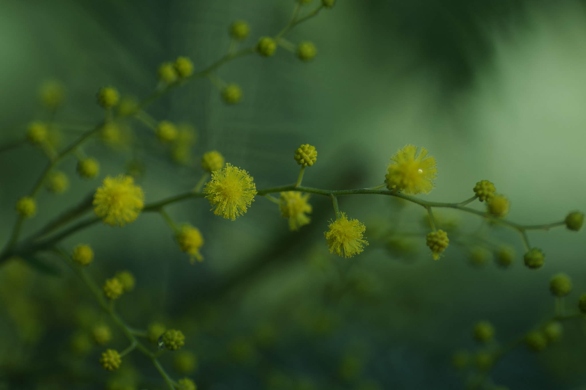 Pentax K-S2 + Tamron SP AF 90mm F2.8 Di Macro sample photo. Mimosa photography