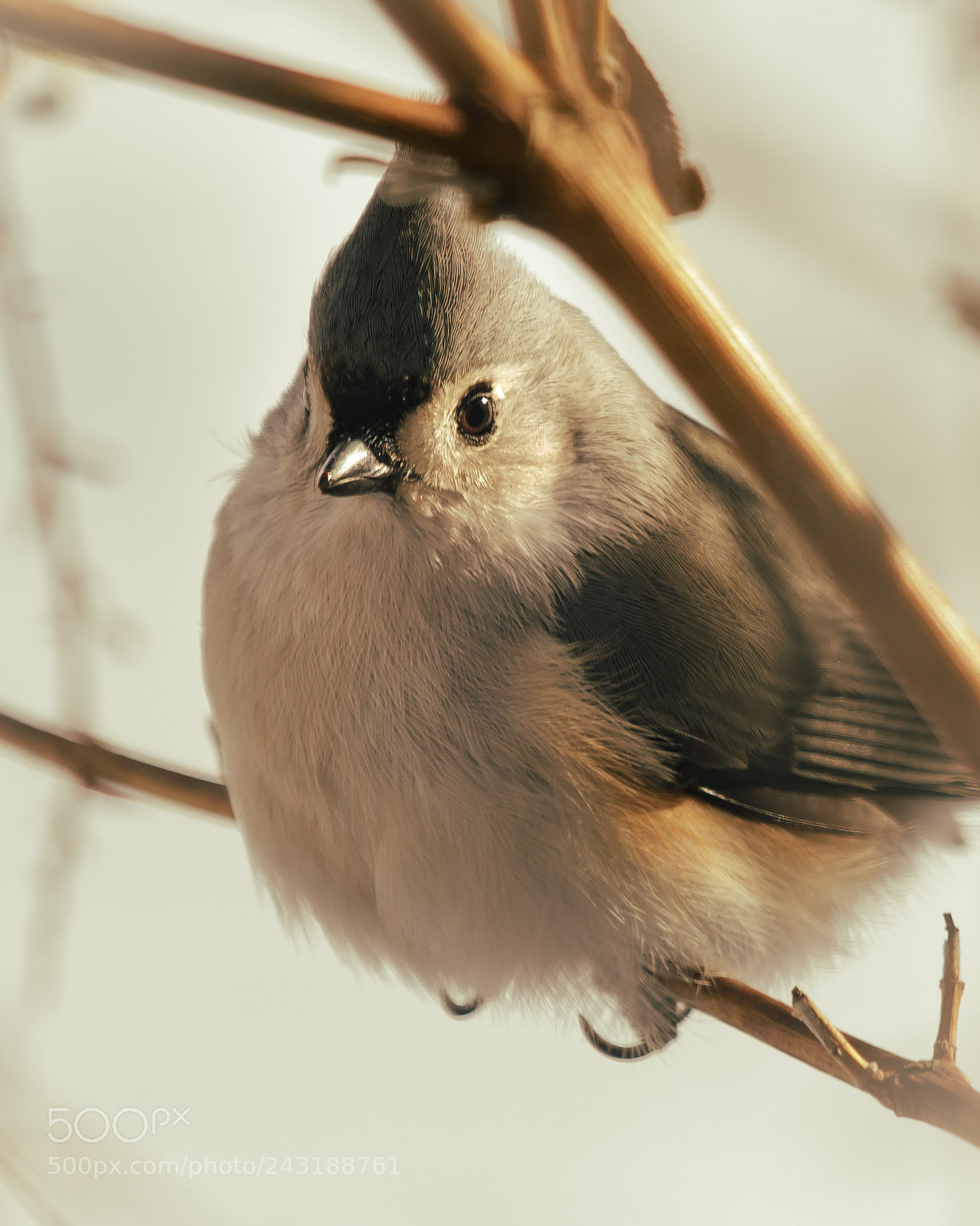 Canon EOS 7D Mark II sample photo. Tufted titmouse photography