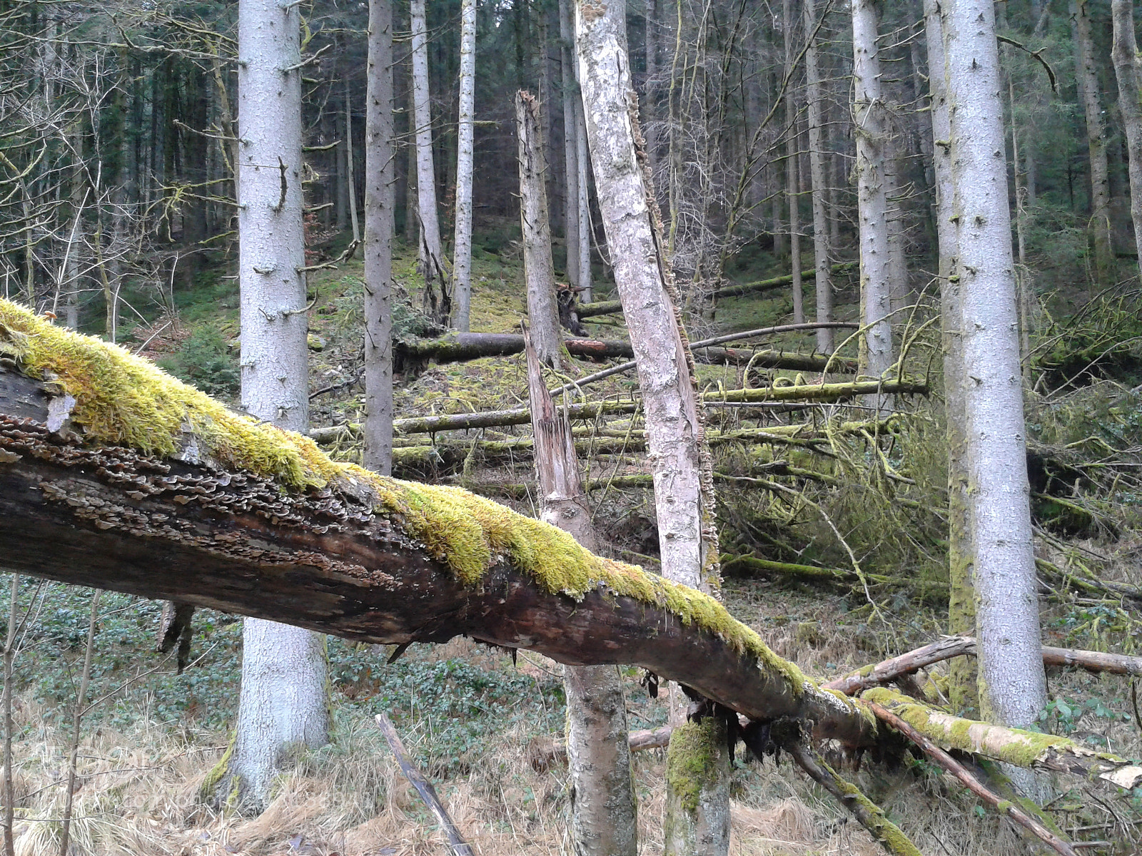 Samsung Galaxy S3 Mini sample photo. Murgtal.jpg photography