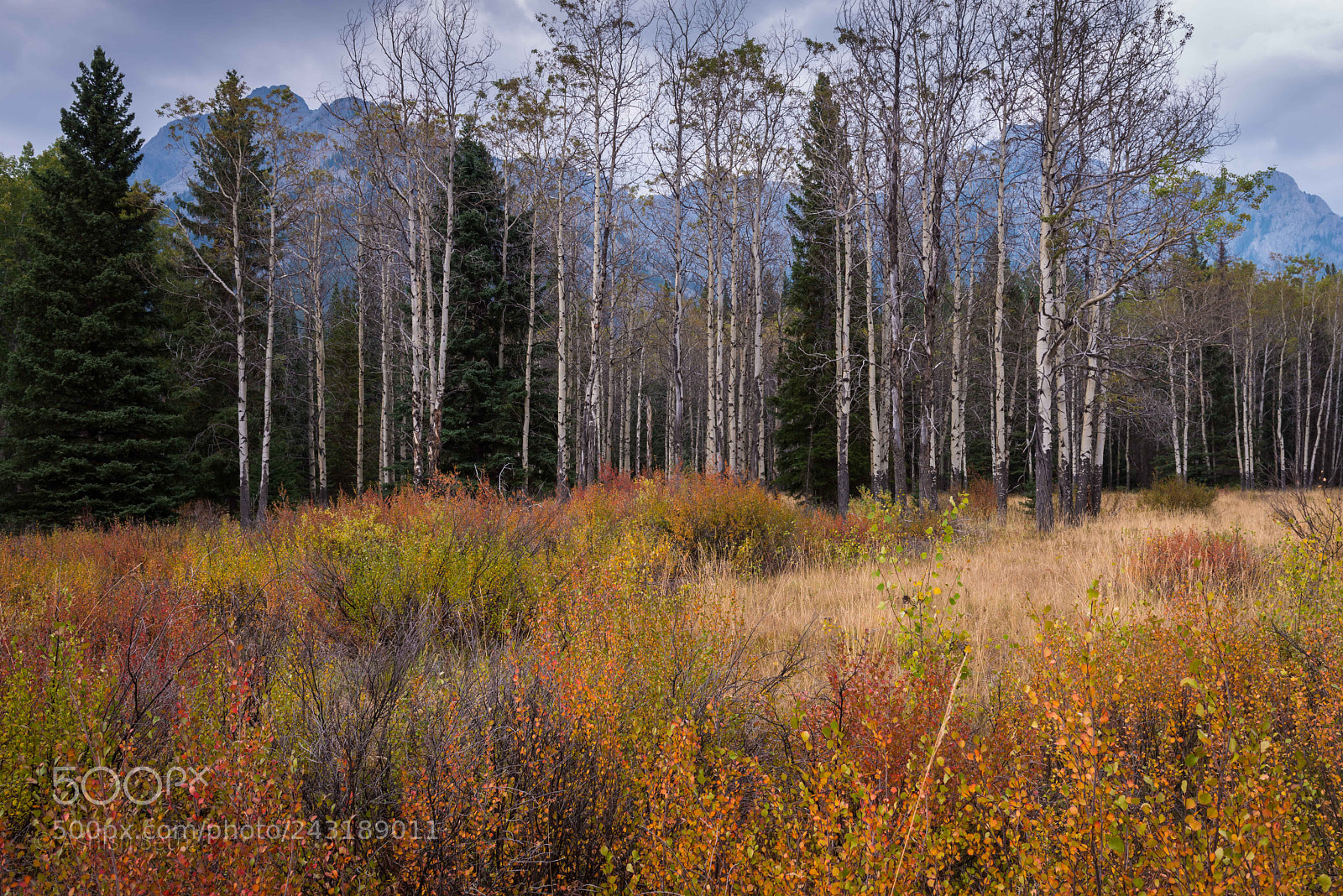 Nikon D800 sample photo. Hillsdale meadow photography