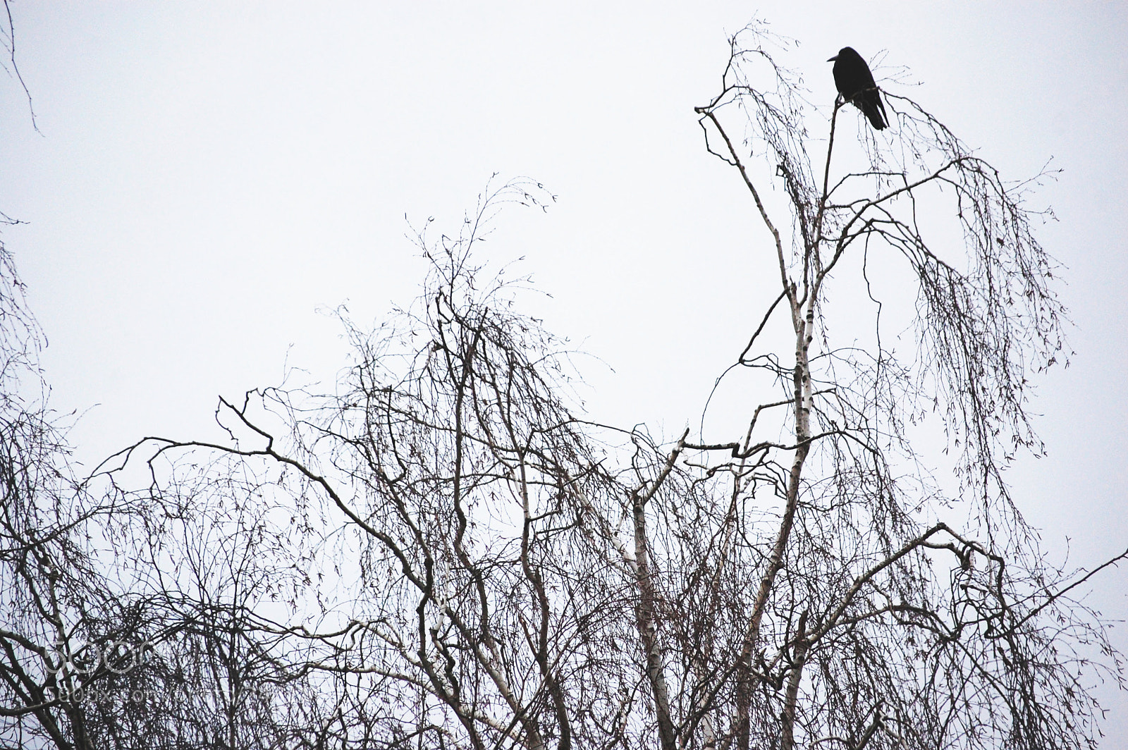 Nikon D40 sample photo. Crow photography