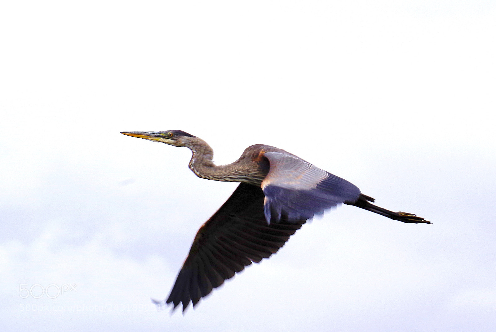 Pentax K-50 sample photo. Freedom photography