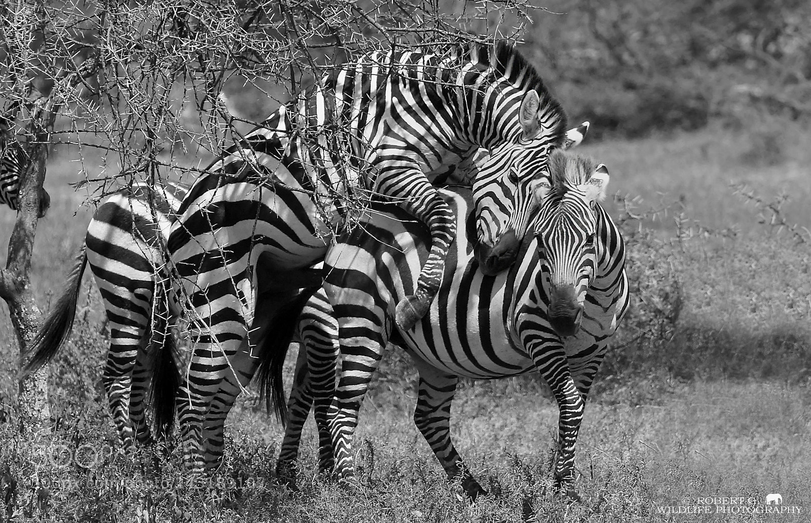 Sony SLT-A77 sample photo. Zebras in love photography