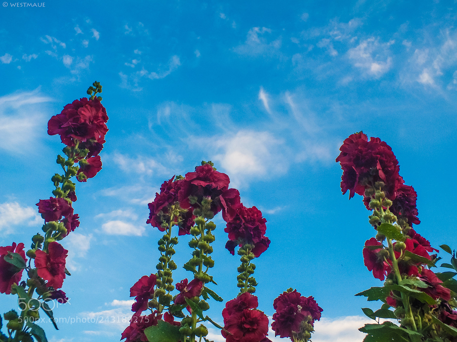 FujiFilm FinePix HS20 EXR (FinePix HS22 EXR) sample photo. Skyward photography