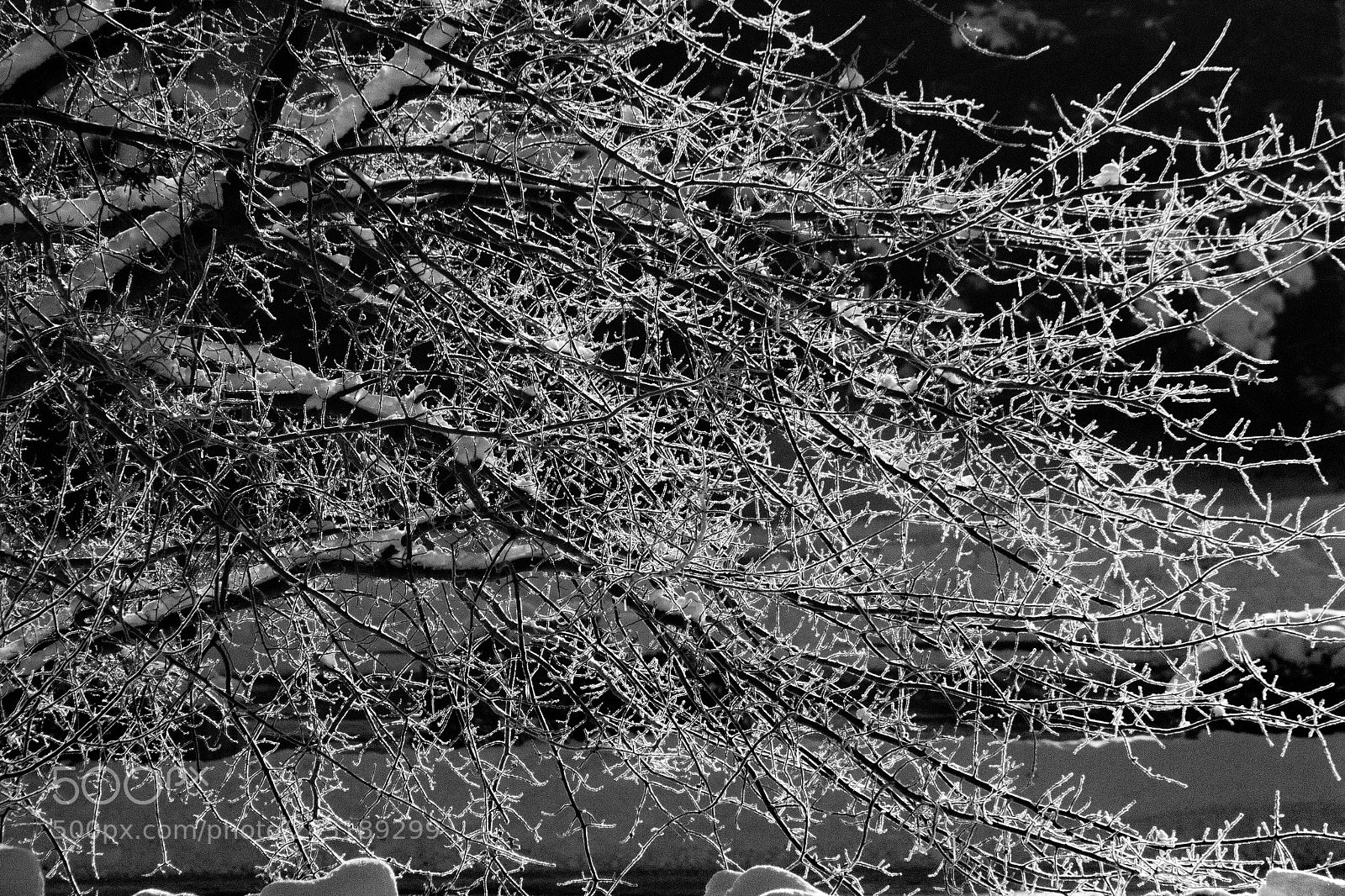 Canon EOS 60D sample photo. Frosted photography