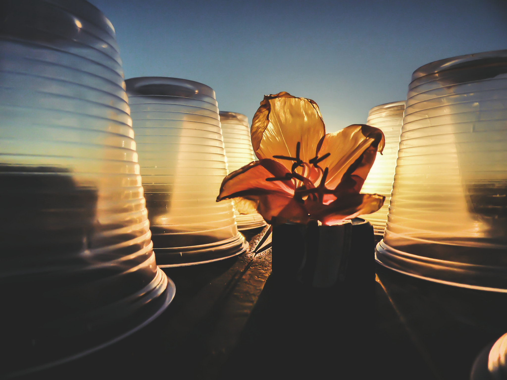 Samsung WB100/  WB101 sample photo. Fotor photography