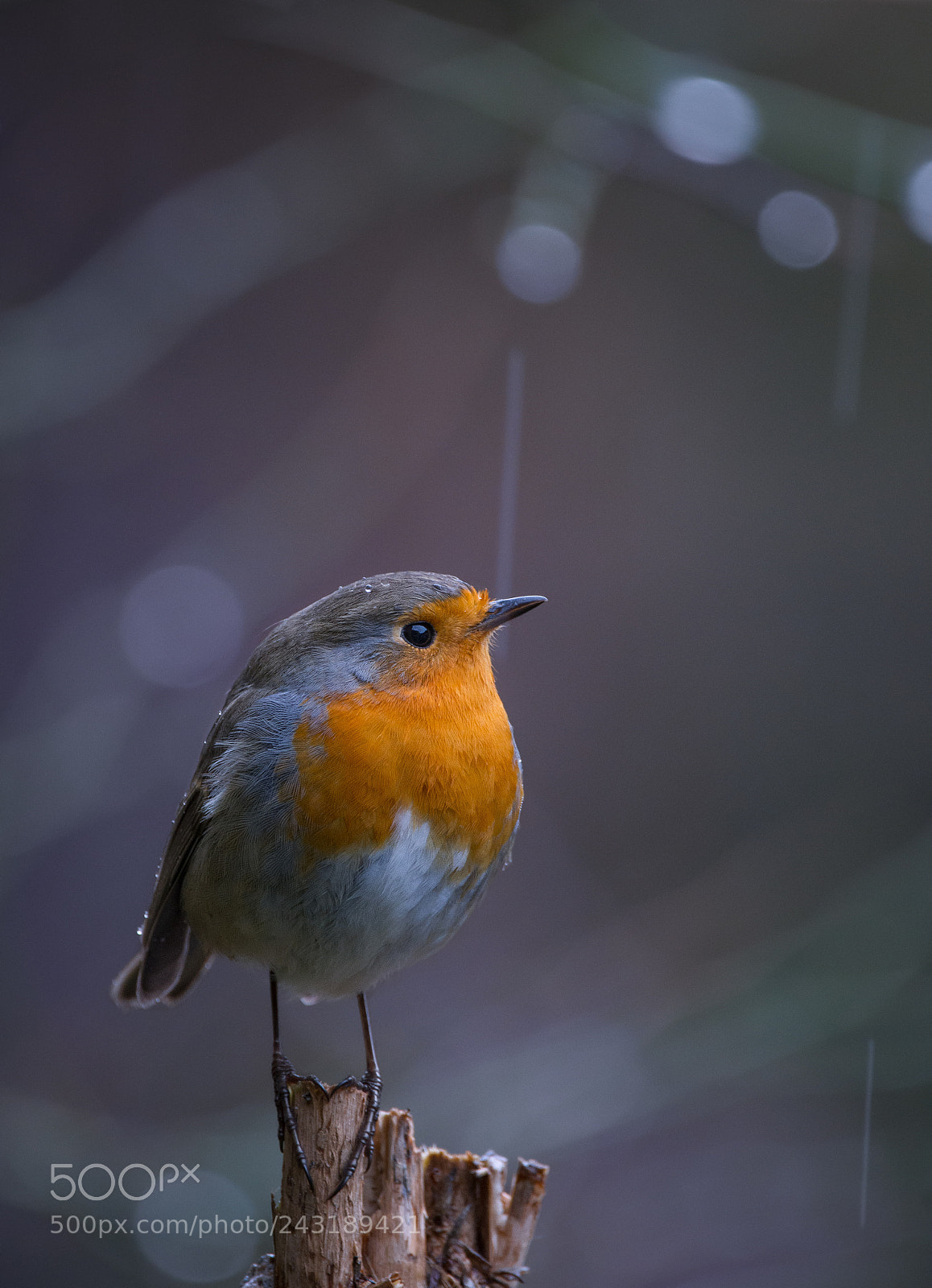 Nikon D7200 sample photo. Rainy day photography