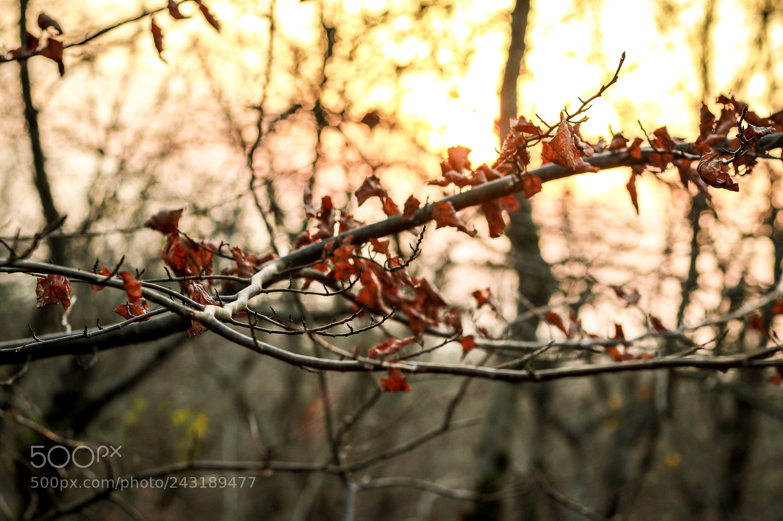 Canon EOS 7D Mark II sample photo. Autumn photography