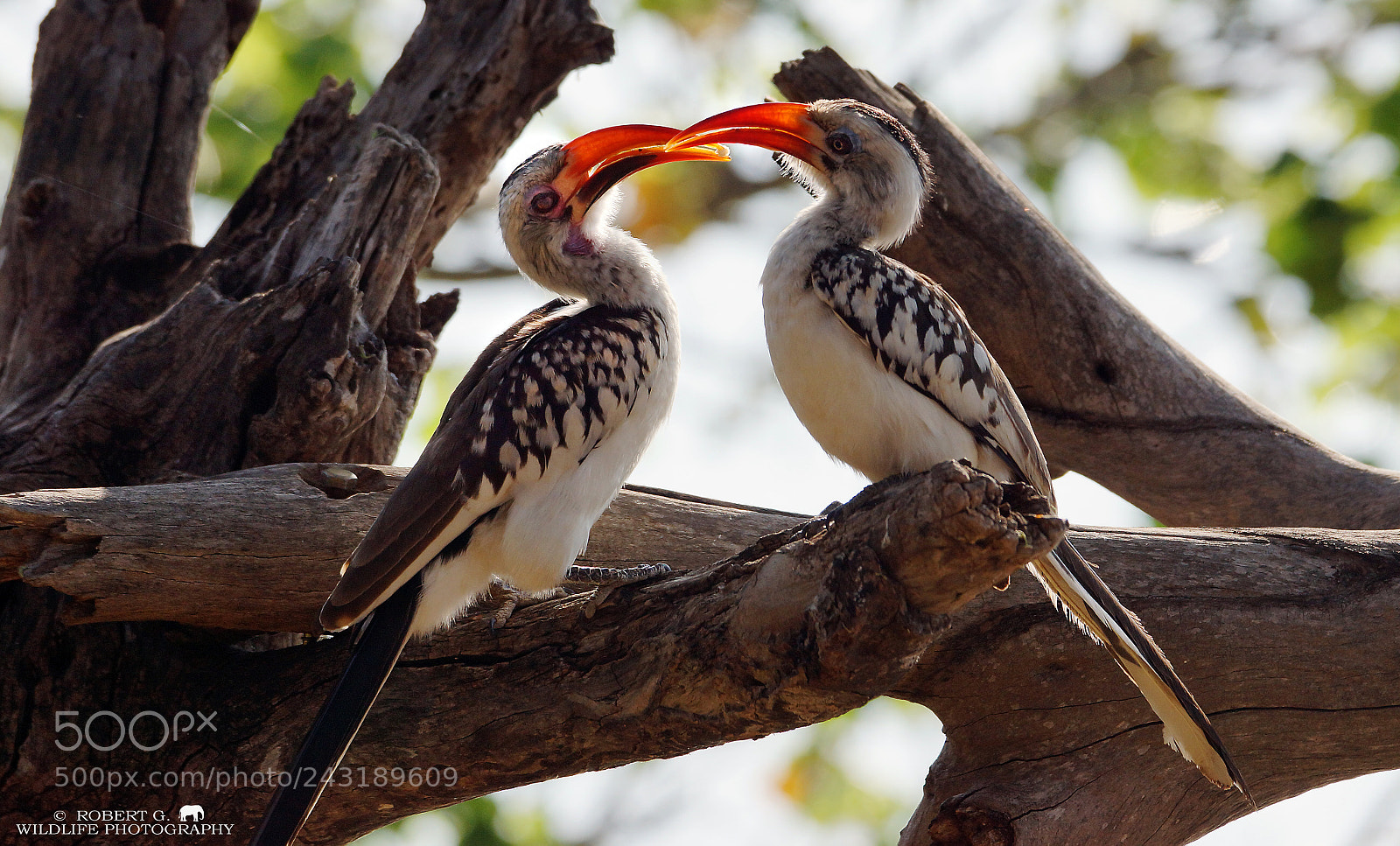 Sony SLT-A77 sample photo. Red billed hornbill photography