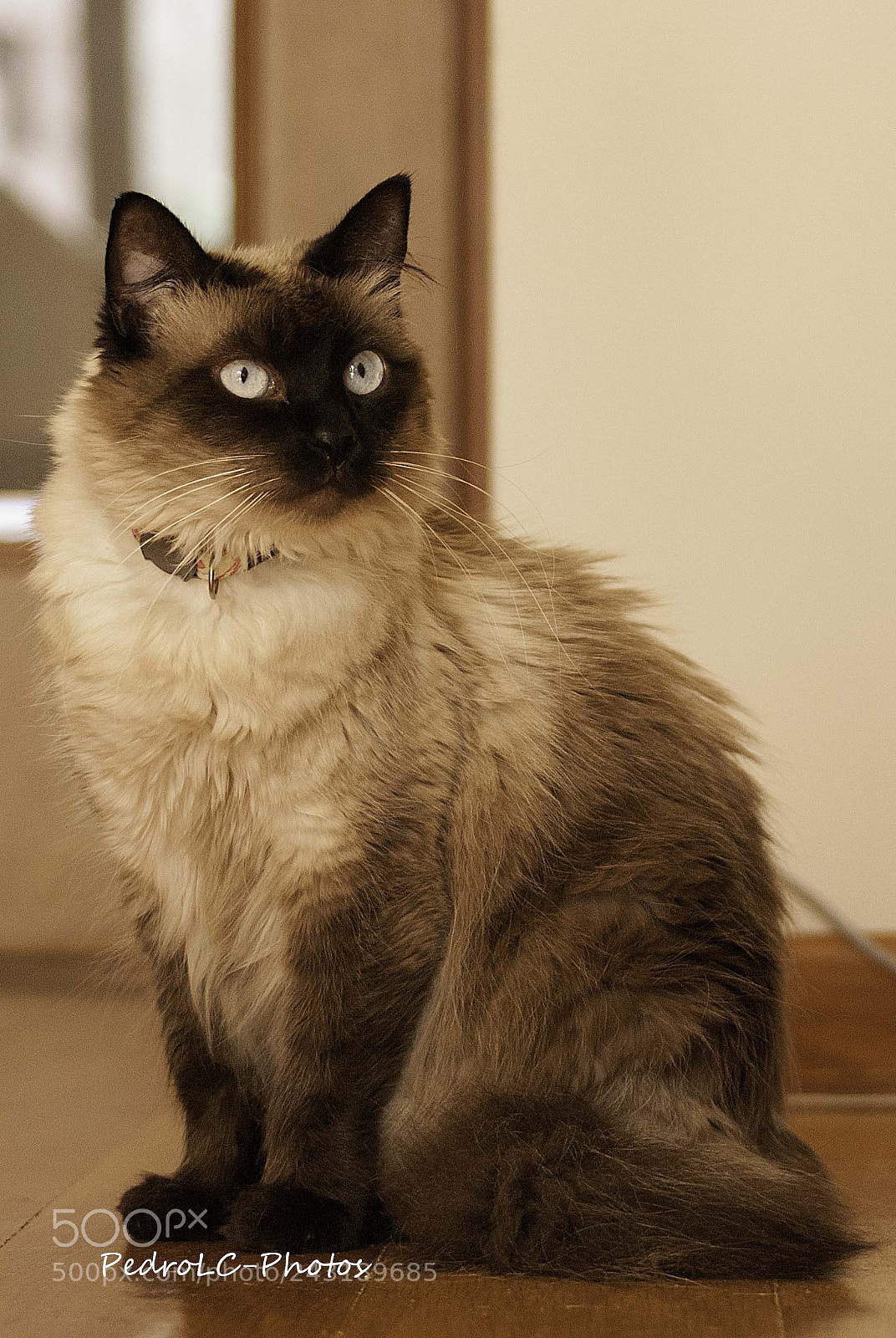 Nikon D80 sample photo. Vitoria cat photography