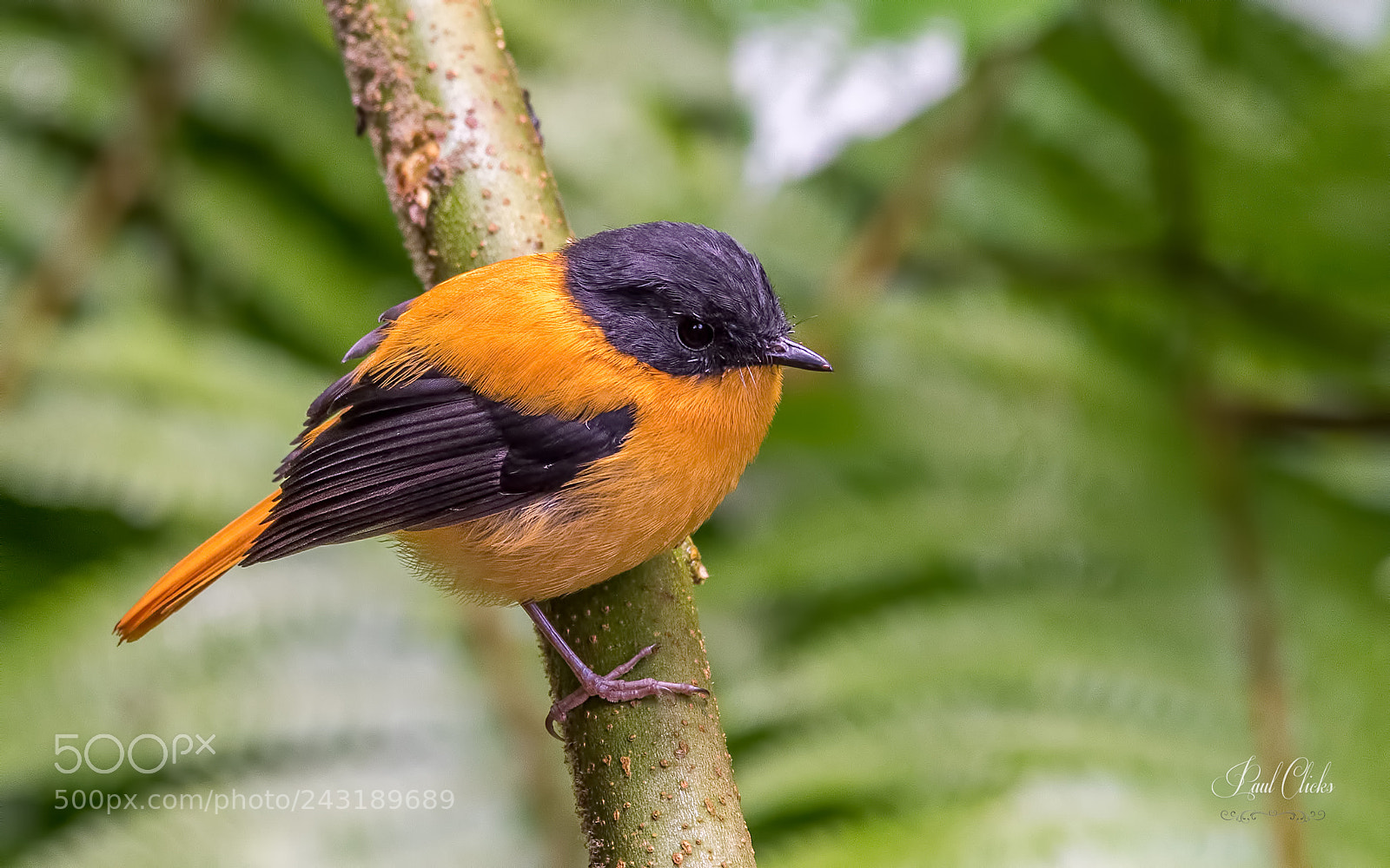 Nikon D810 sample photo. The black-and-orange flycatcher photography
