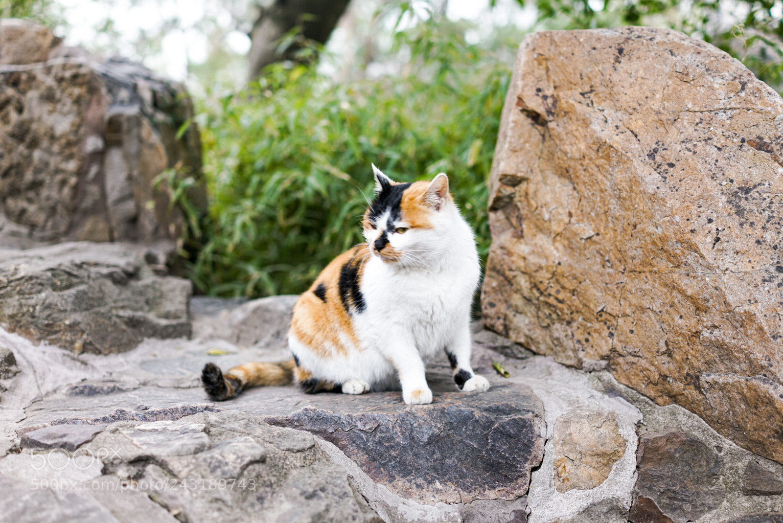 Sony Cyber-shot DSC-RX1R II sample photo. Untitled photography