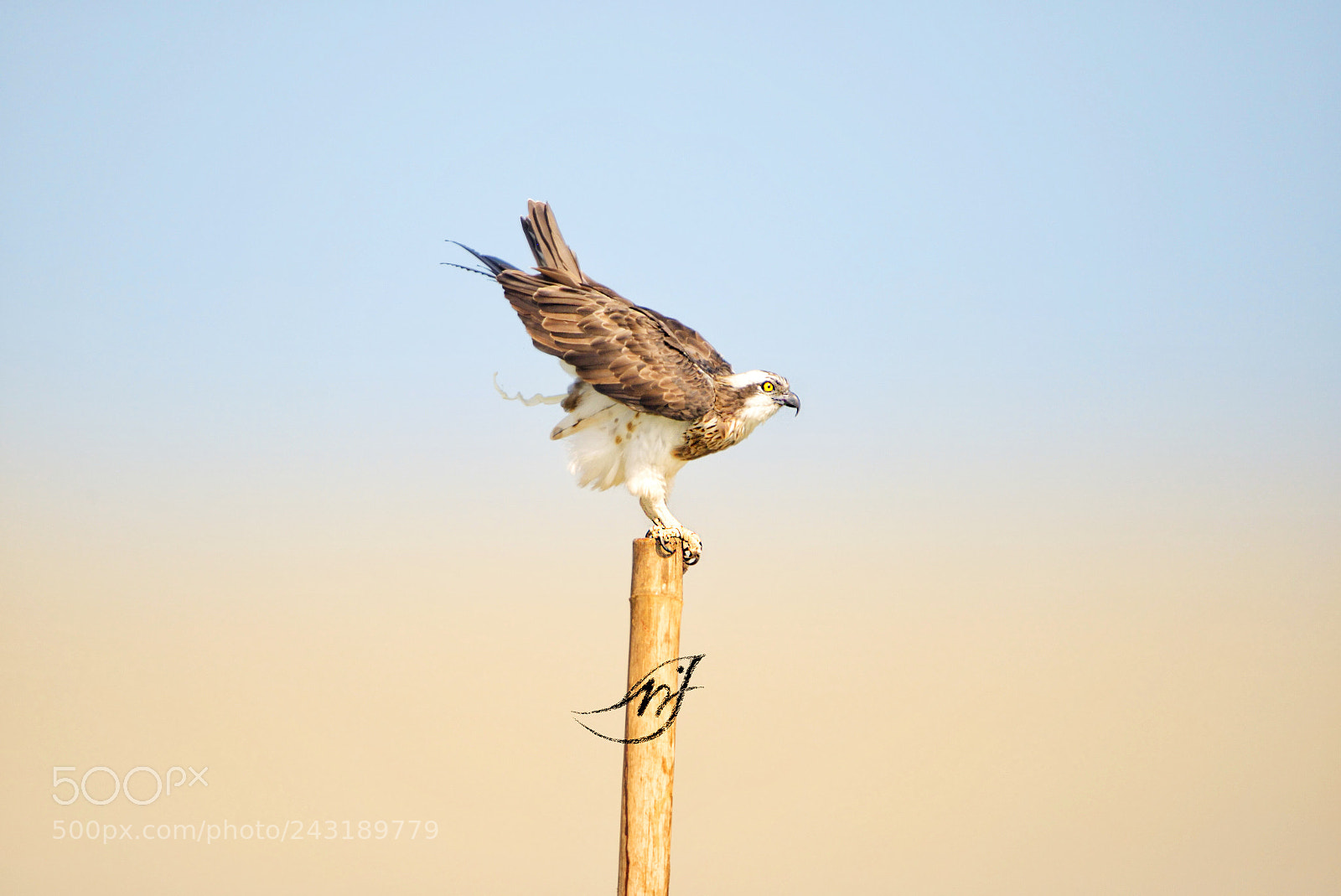 Nikon D610 sample photo. An osprey clearing out photography
