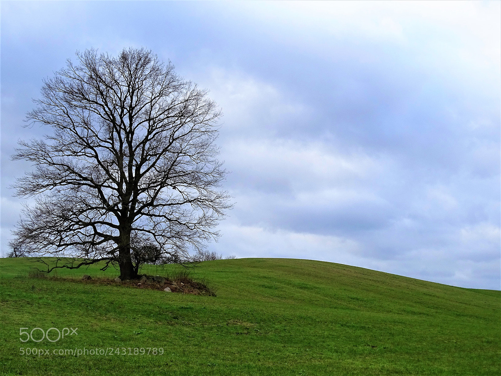 Sony Cyber-shot DSC-HX400V sample photo. Tree without leaves photography