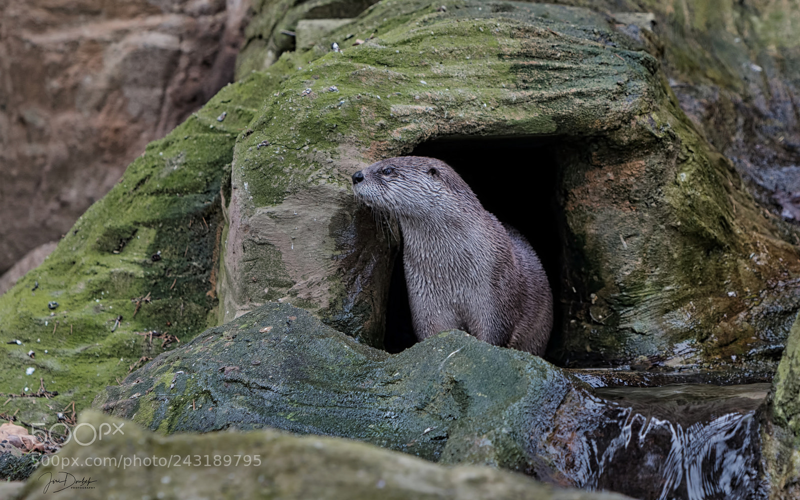 Nikon D7200 sample photo. North american river otter photography