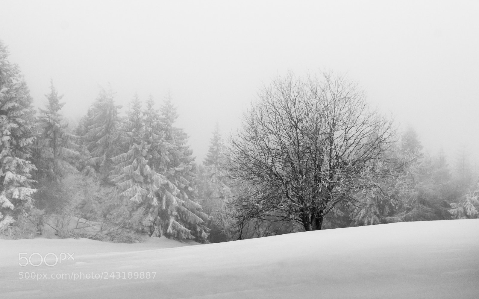 Nikon D7100 sample photo. Tree in mist photography