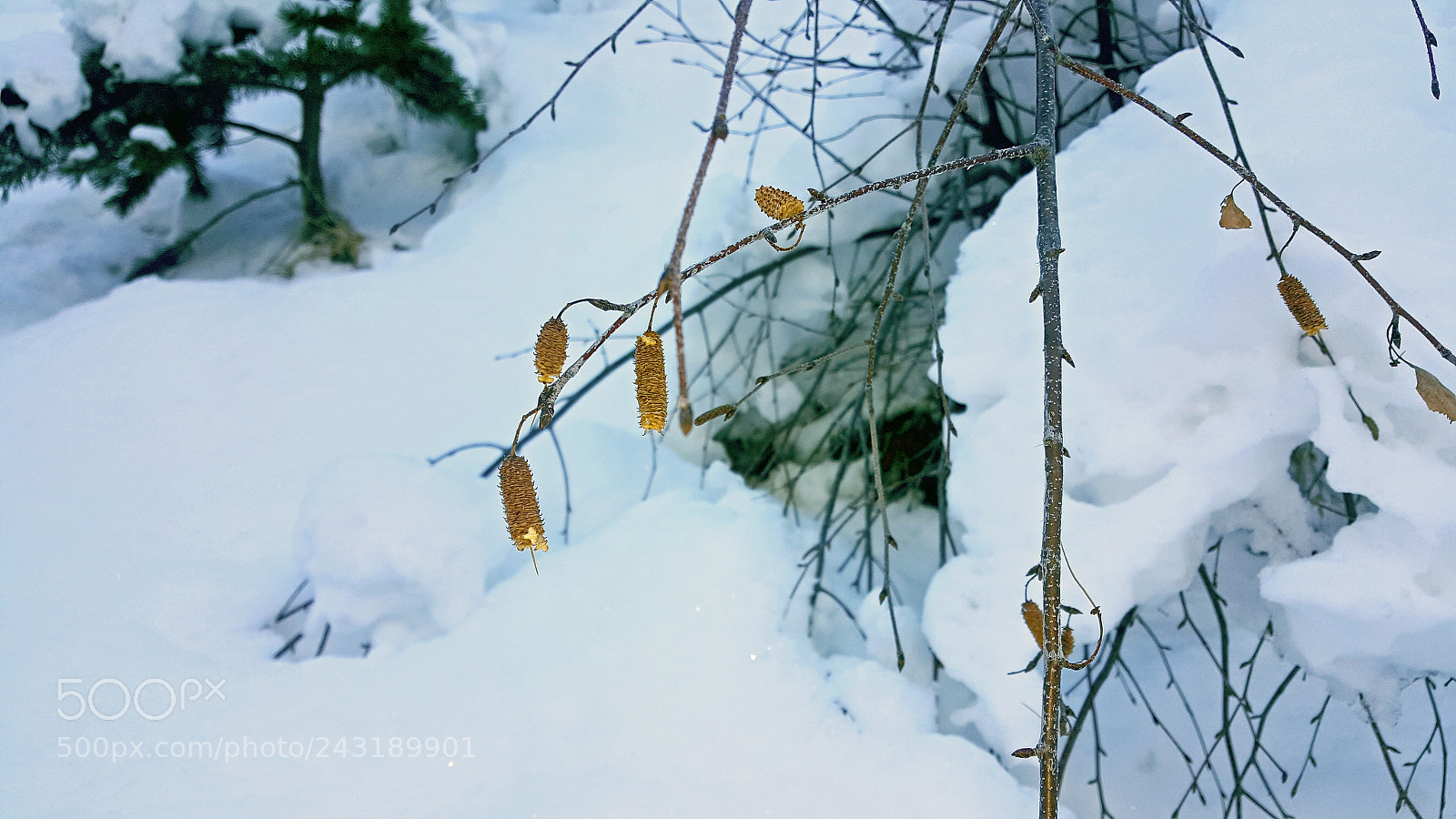 Samsung Galaxy S6 sample photo. Branch in the snow photography