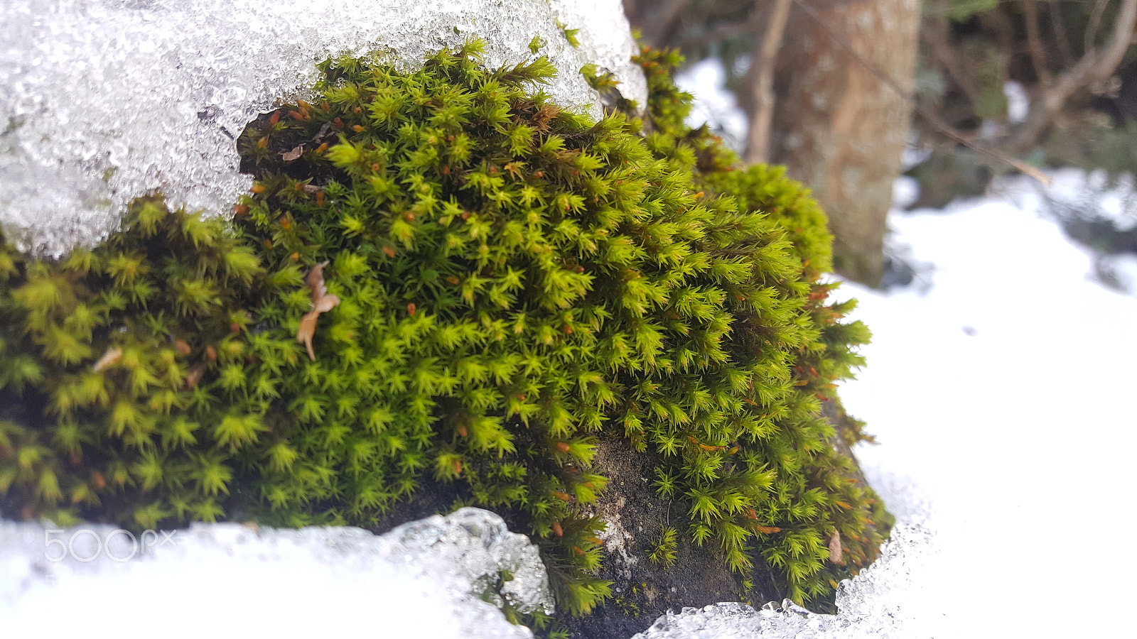 Samsung Galaxy S6 sample photo. Moss under the snow photography