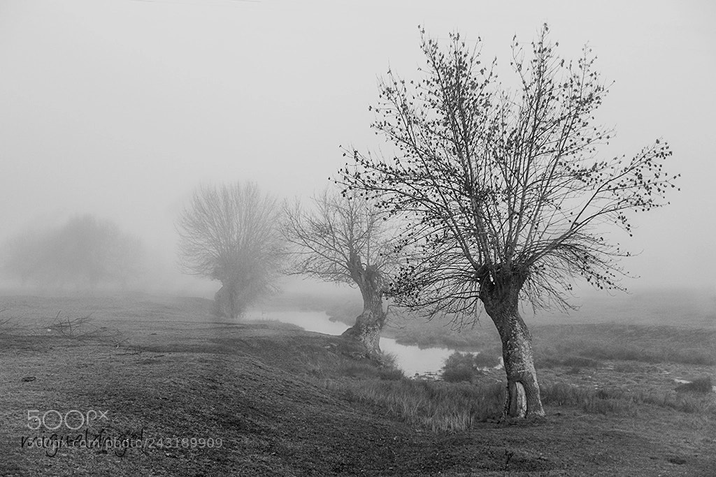 Sony Cyber-shot DSC-RX100 III sample photo. Niebla photography