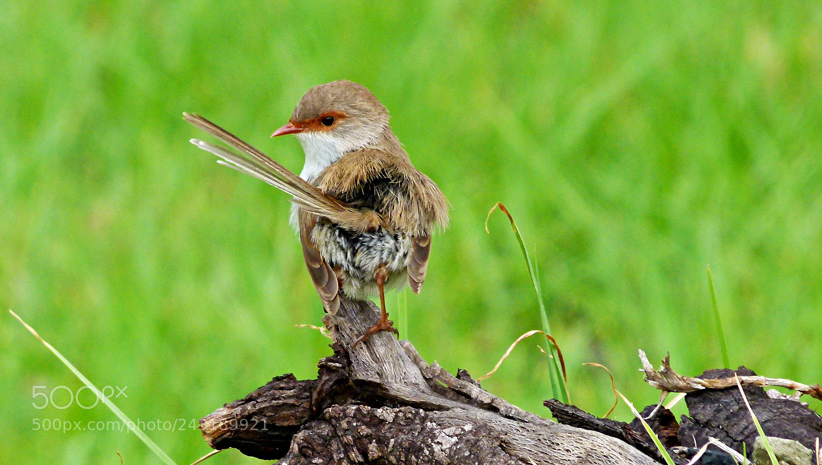 Leica V-Lux 2 sample photo. Little bird photography