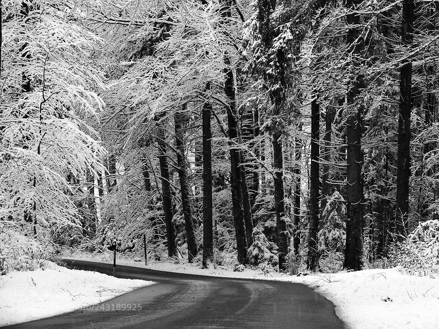 Fujifilm FinePix HS30EXR sample photo. ... road inside the forest ... photography