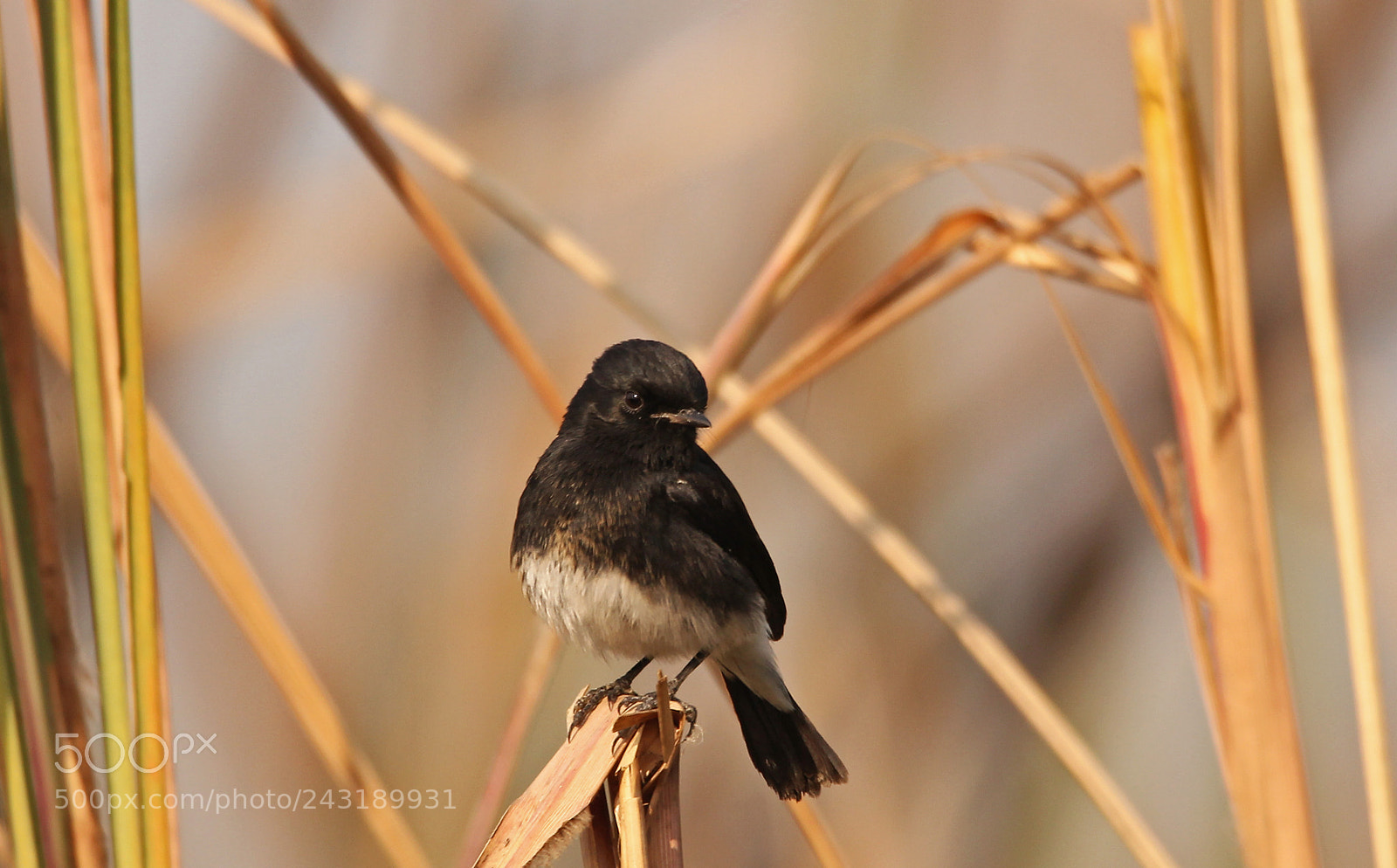 Canon EOS 60D sample photo. Bushchat photography