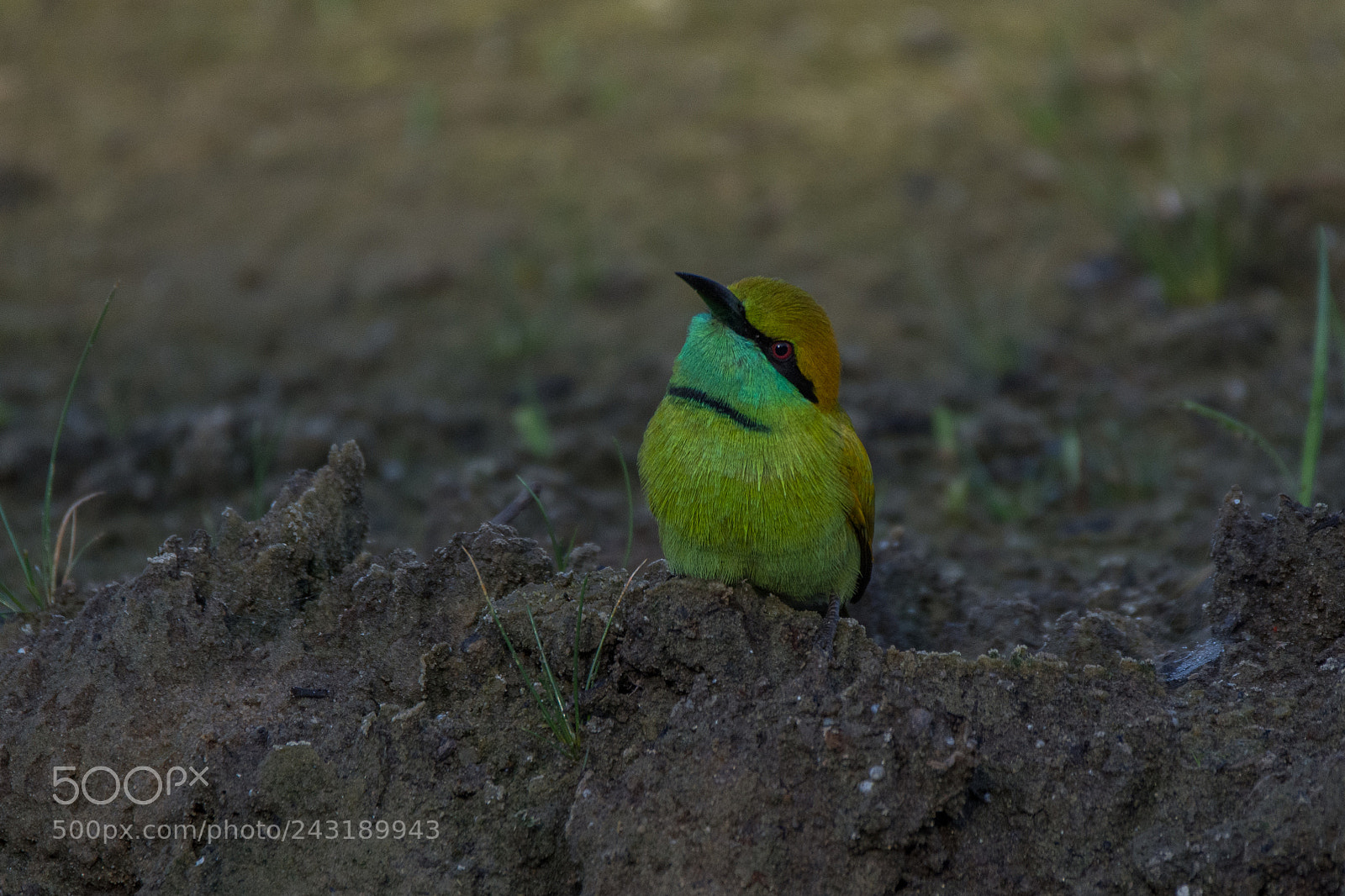 Nikon D7200 sample photo. Little green bee-eater (dsc_1485) photography