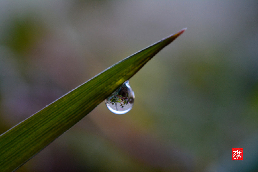 Nikon D7100 + Nikon AF-S Micro-Nikkor 60mm F2.8G ED sample photo. Drop 0120 photography