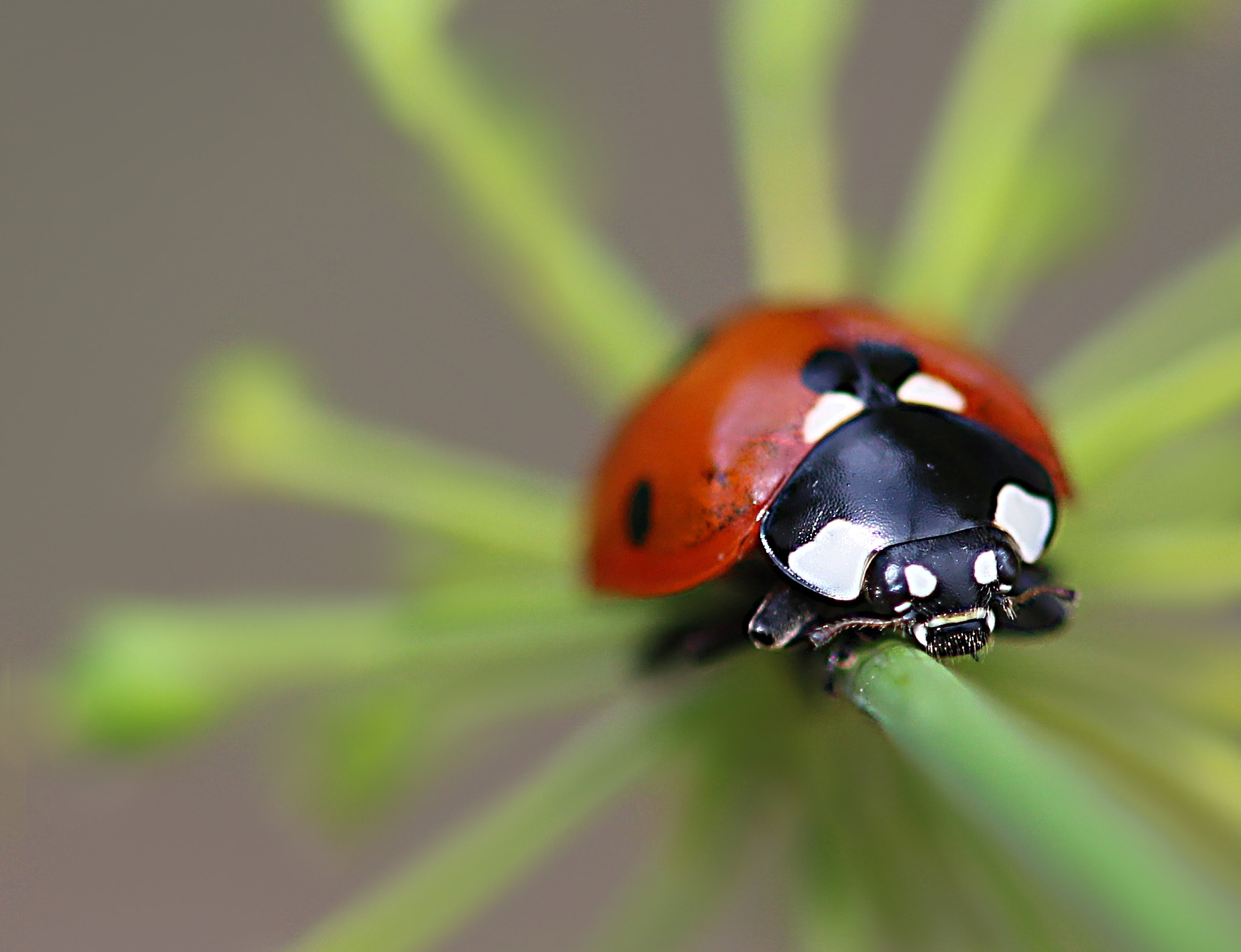 Canon EF 100mm F2.8 Macro USM sample photo. Come on here photography