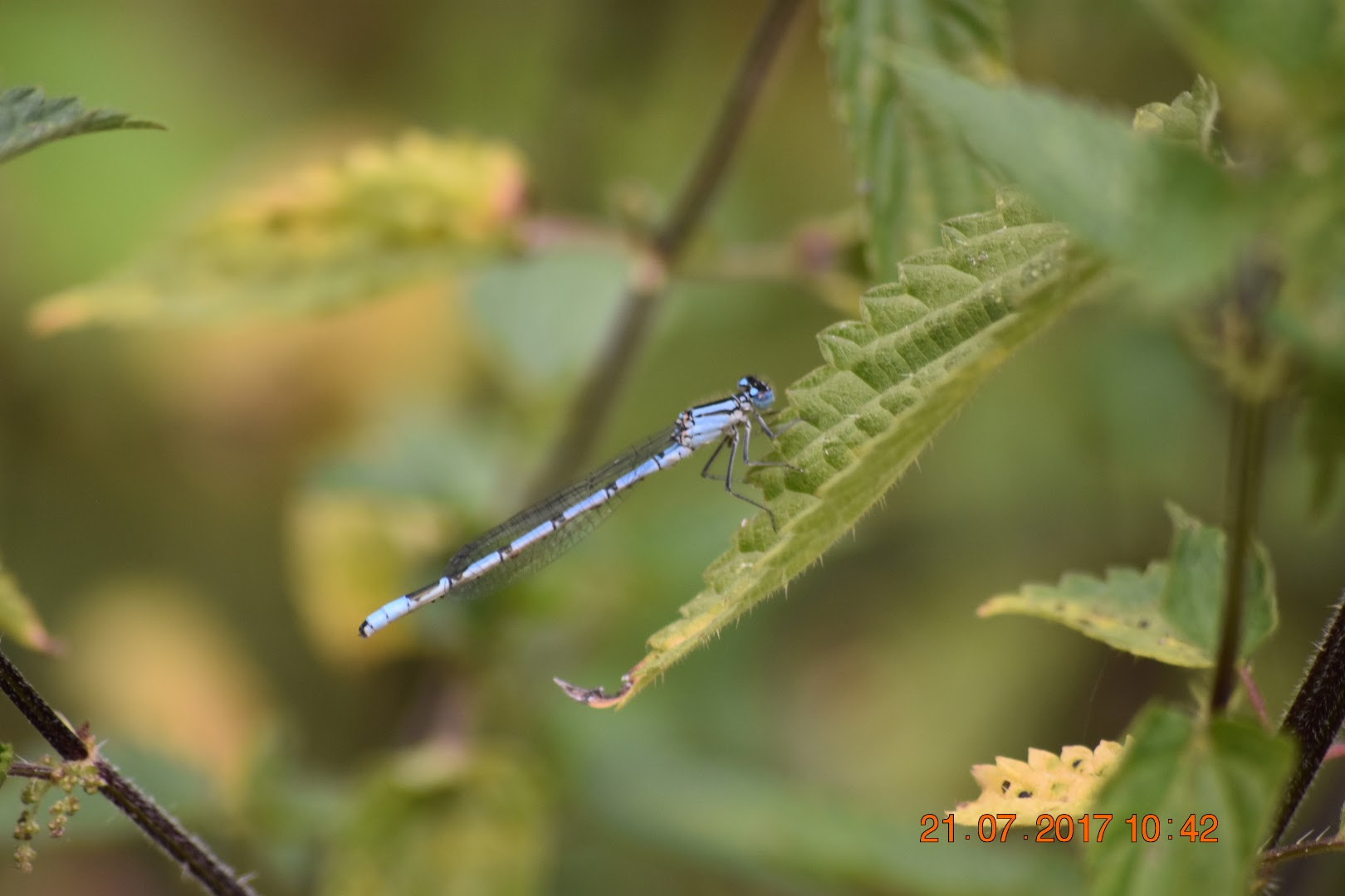 Sigma 70-300mm F4-5.6 APO DG Macro sample photo. Damselfly photography