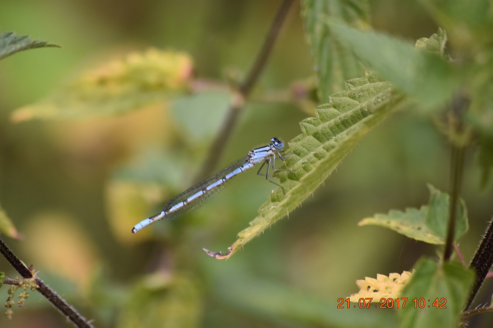 Nikon D3400 sample photo. Damselfly photography