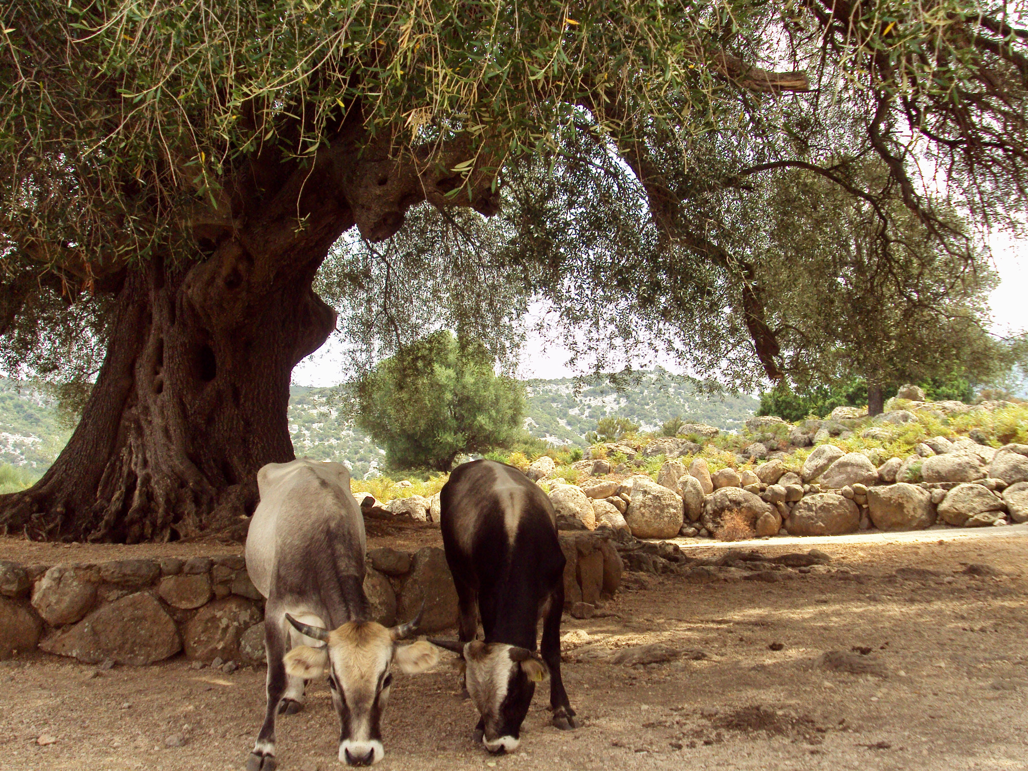 Sony DSC-S950 sample photo. Sardegna 2010 photography