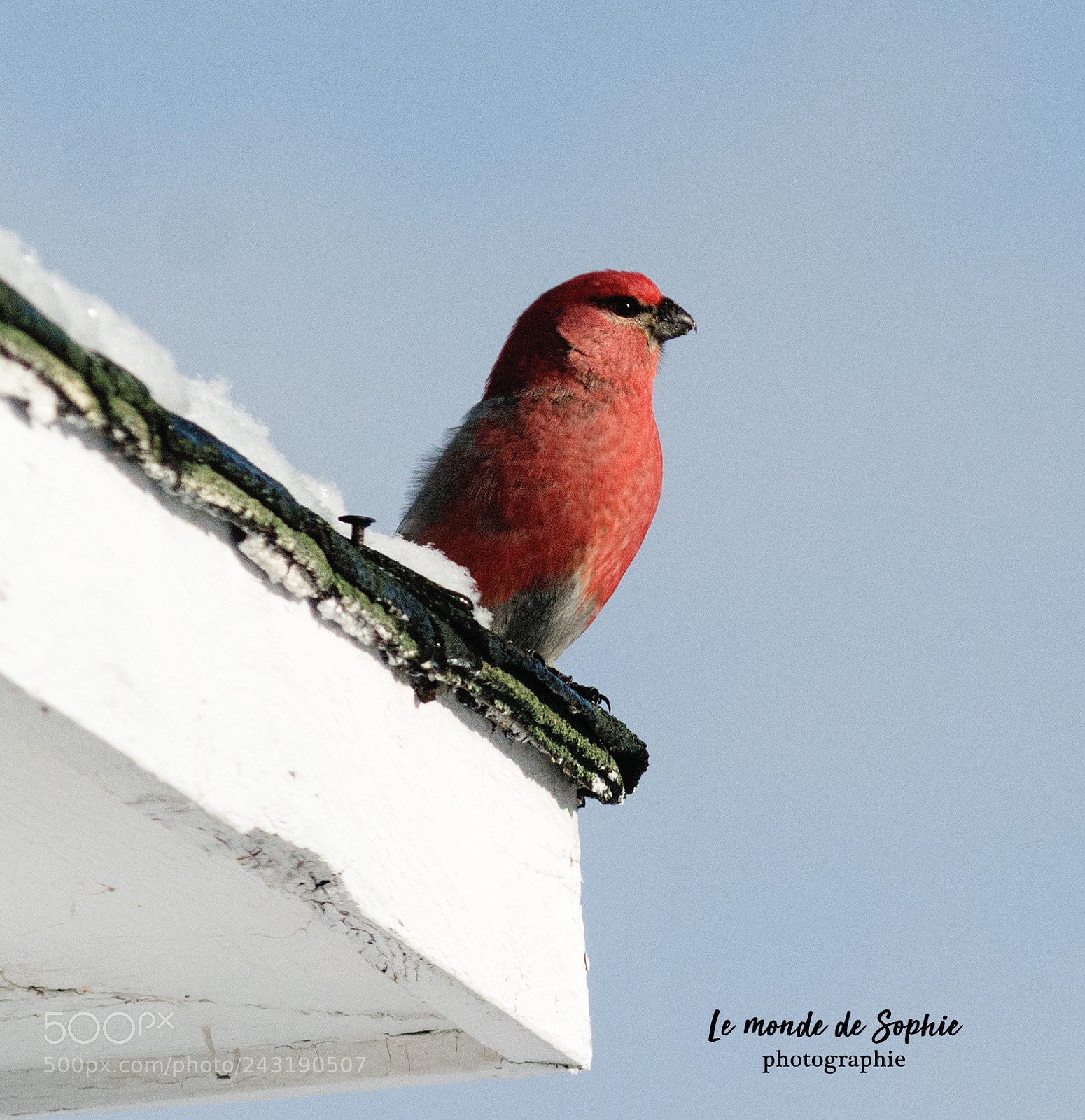 Nikon D7100 sample photo. Durbec des sapins photography