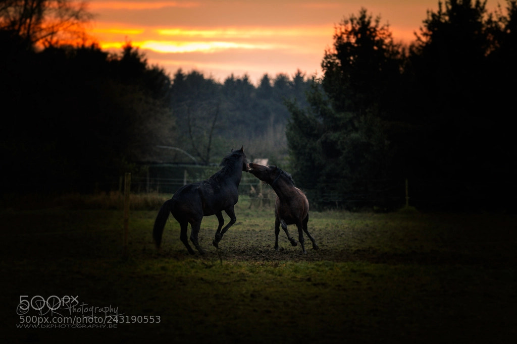 Canon EOS-1D X Mark II sample photo. L photography