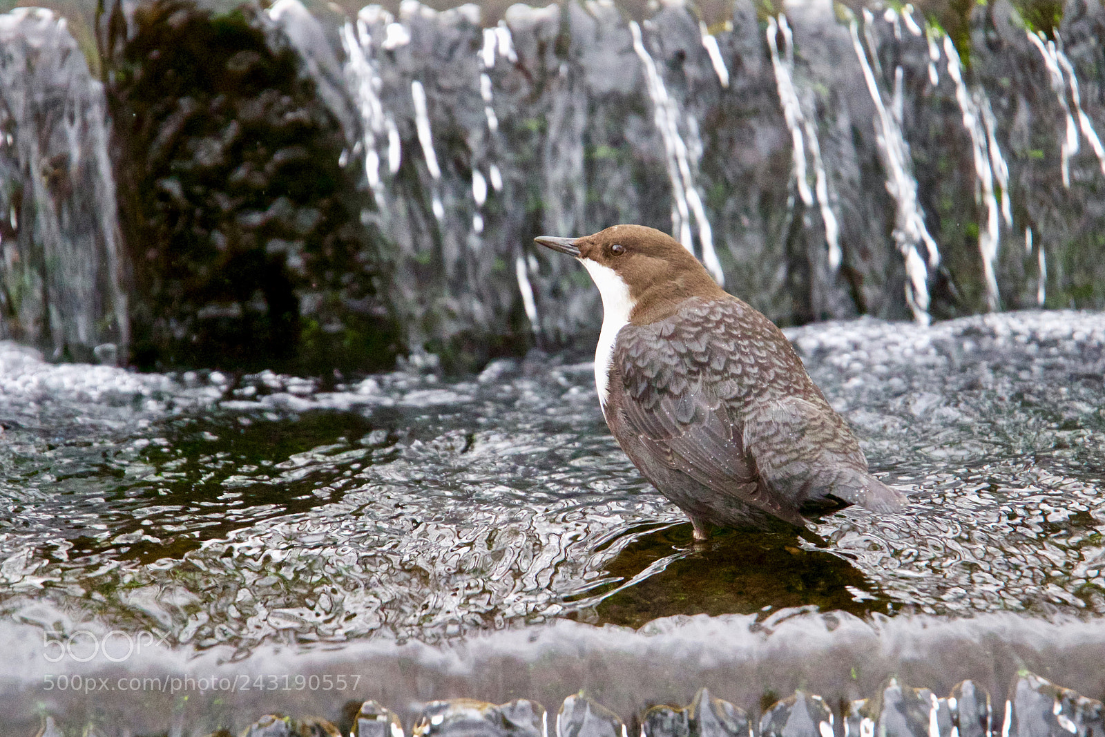 Canon EOS 7D Mark II sample photo. White-throated dipper - zwartbuikwaterspreeuw photography