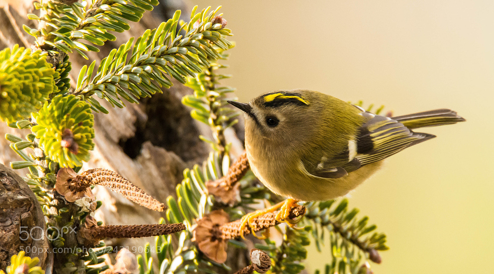 Nikon D7100 sample photo. Goldcrest photography