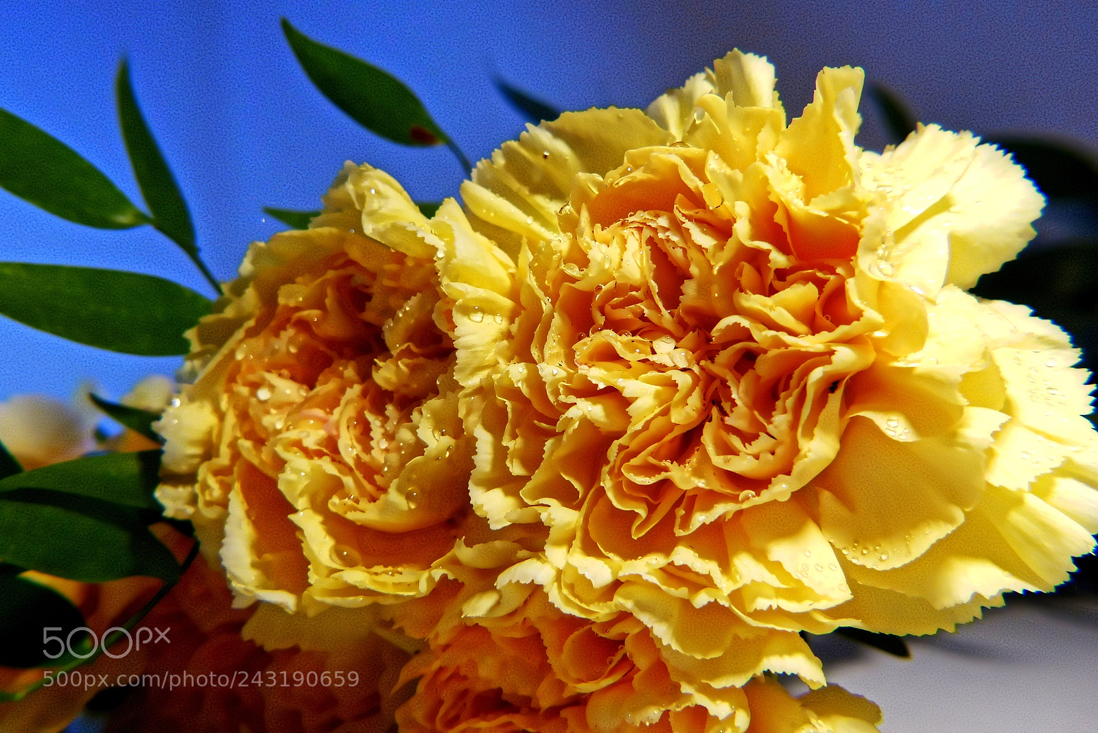 Panasonic Lumix DMC-FZ200 sample photo. Goździki 2,carnation flower 2 photography