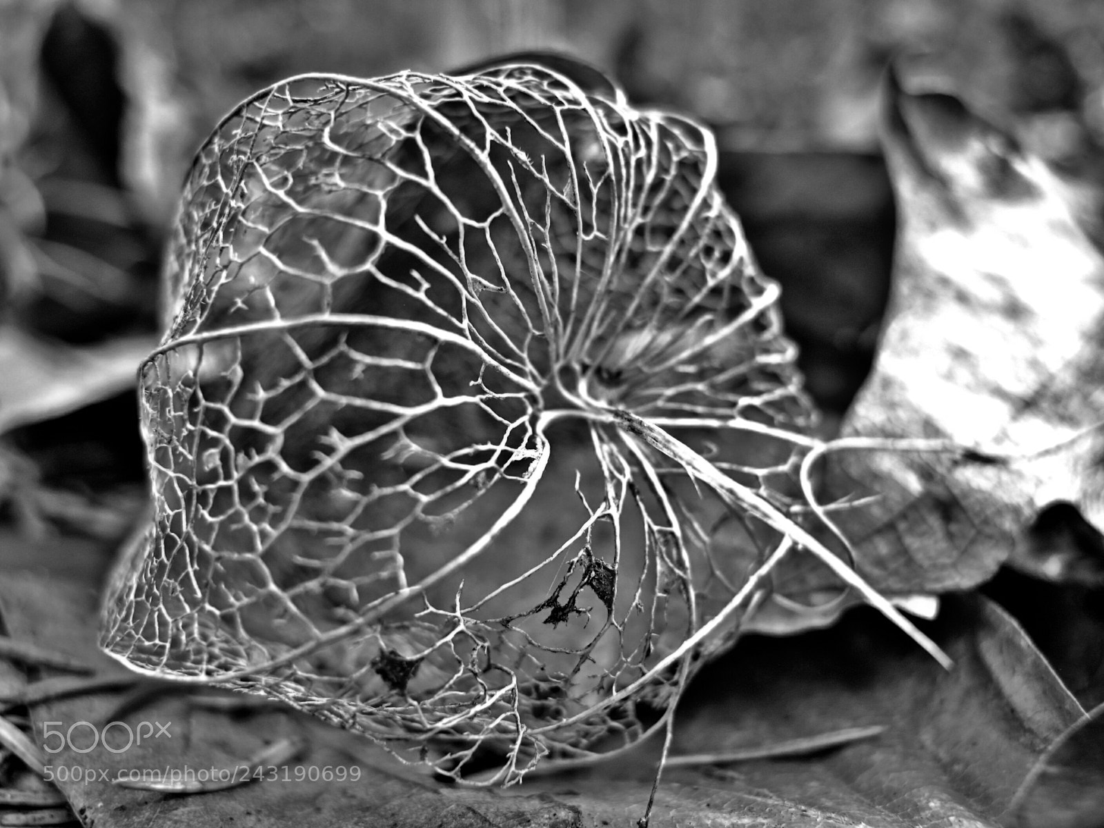 Canon PowerShot G11 sample photo. Filigree nature photography
